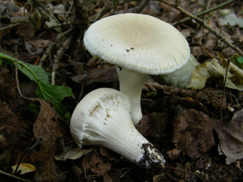 Strano ma  lui ... (Agrocybe aegerita)